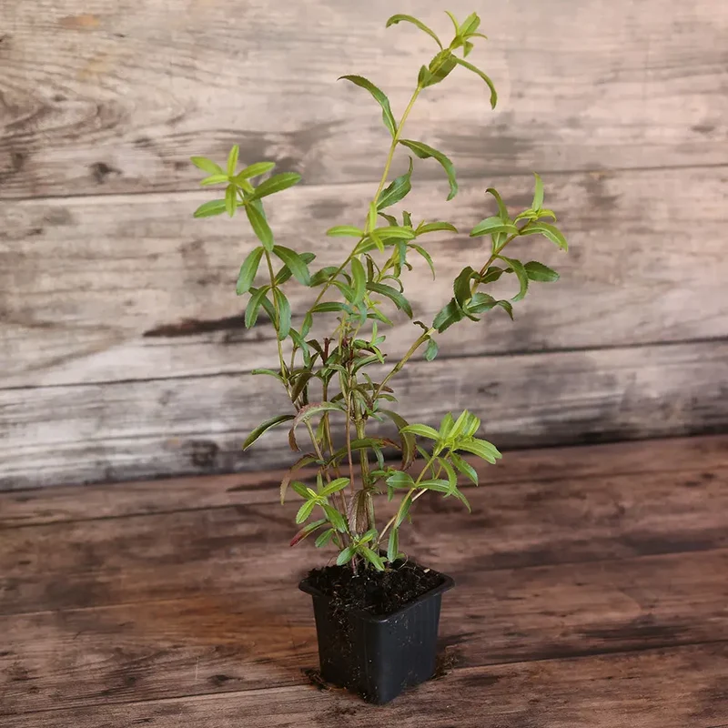 ESTRAGON DU MEXIQUE AB - PLANT