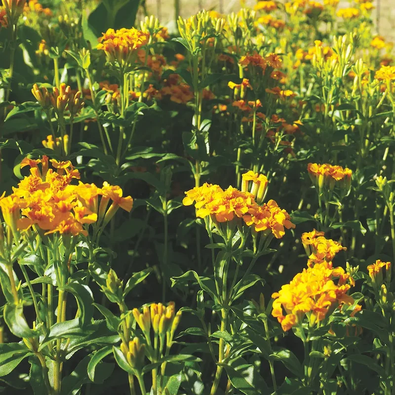 ESTRAGON DU MEXIQUE AB - PLANT