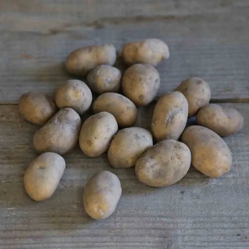 POMME DE TERRE AGRIA AB