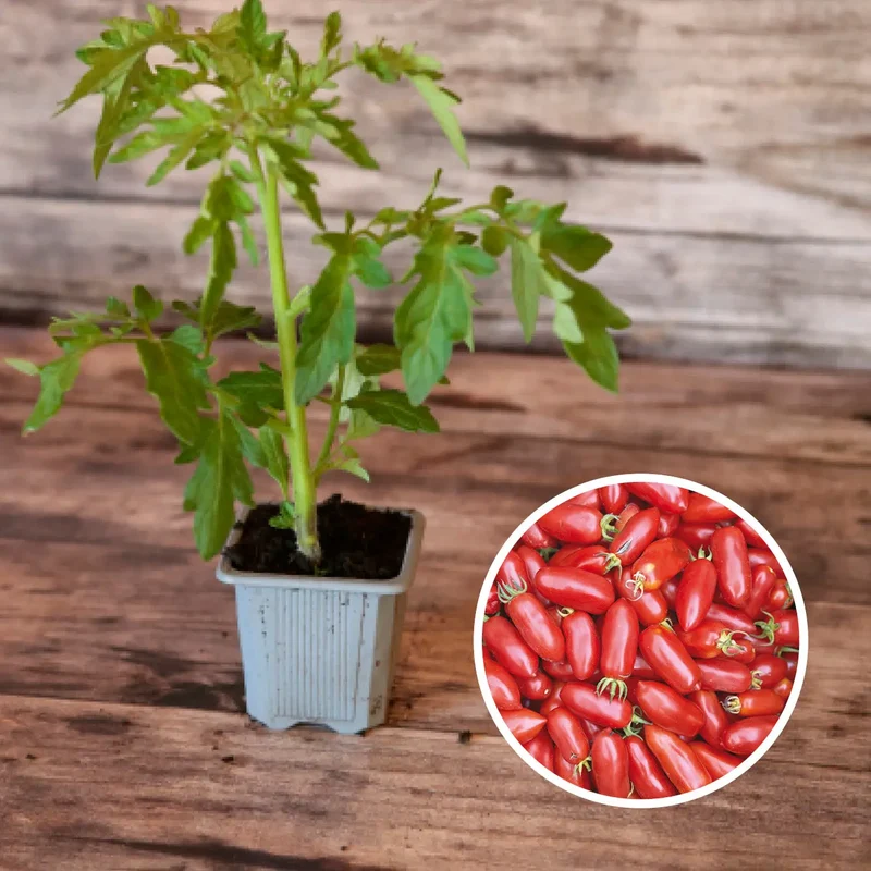 TOMATE ANDINE CORNUE AB - PLANT