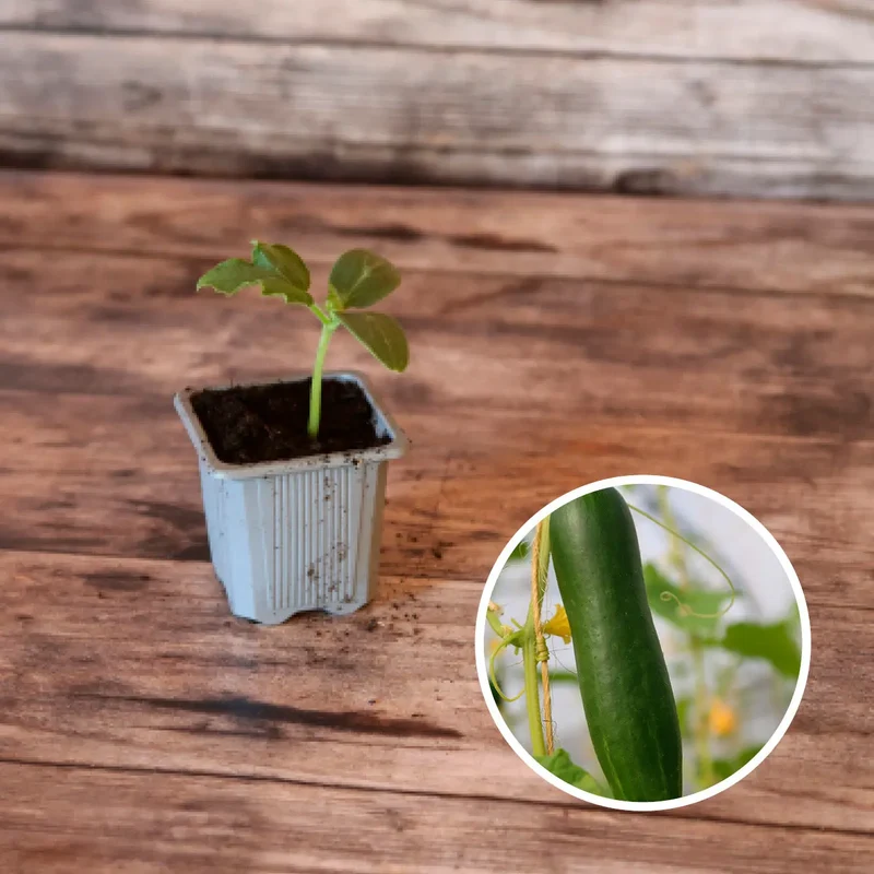 CONCOMBRE LE GÉNÉREUX AB - PLANT