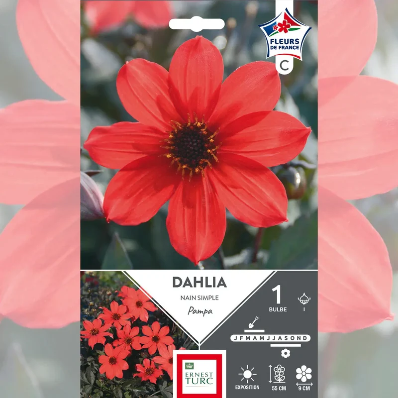 DAHLIA PAMPA