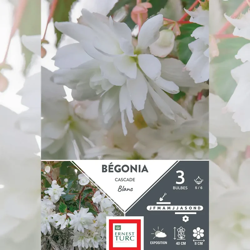 BÉGONIA BLANC CASCADE