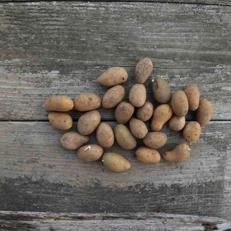 POMME DE TERRE GOURMANDINE NT