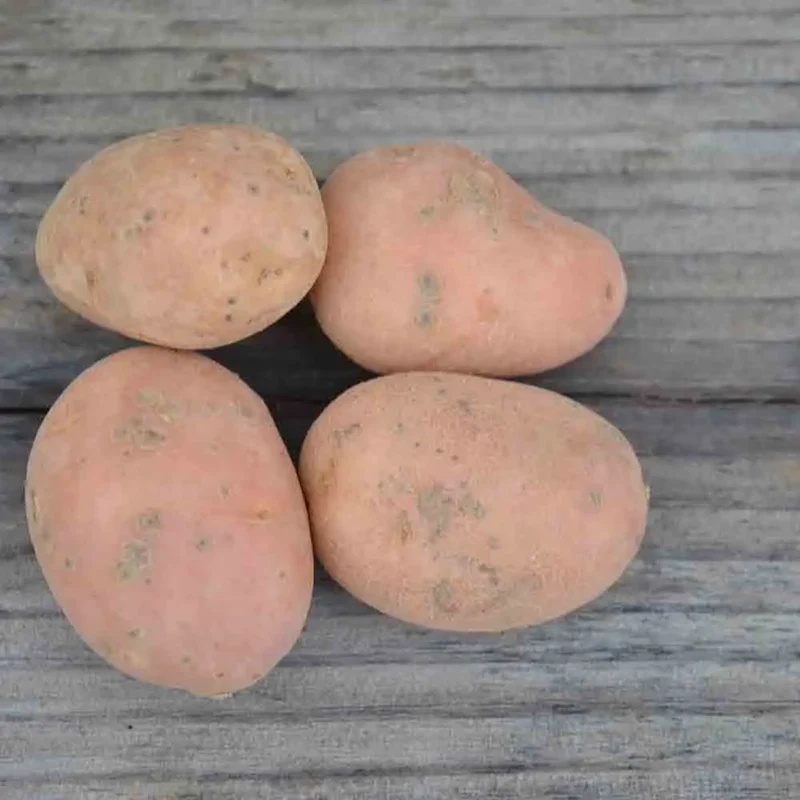POMME DE TERRE DESIRÉE AB