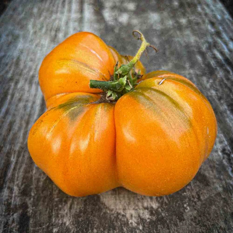 TOMATE SUMMER CIDER AB - PLANT