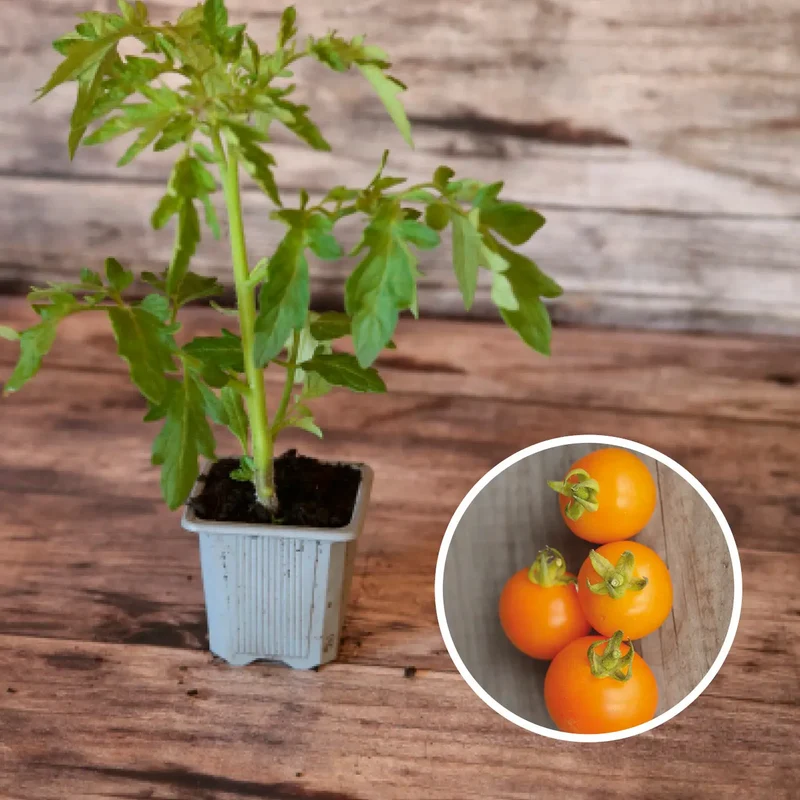 TOMATE ORANGE BOURGOUIN AB - PLANT