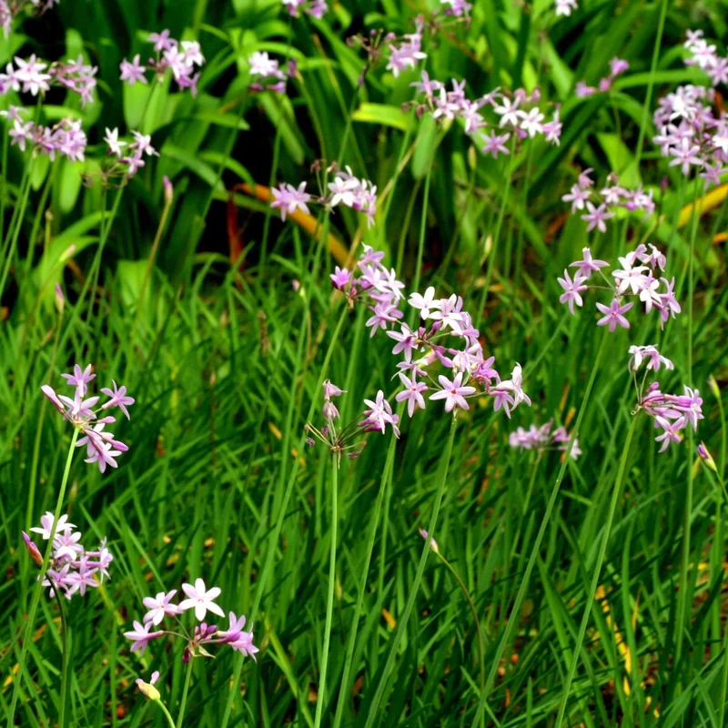 TULBAGHIA AB - PLANT