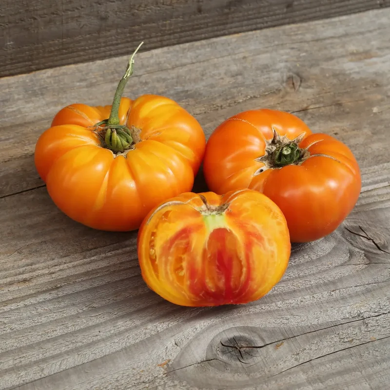 TOMATE ANANAS AB - PLANT