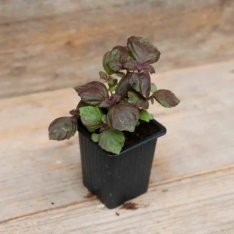 PERILLA ROUGE OU SHISO POURPRE AB - PLANT