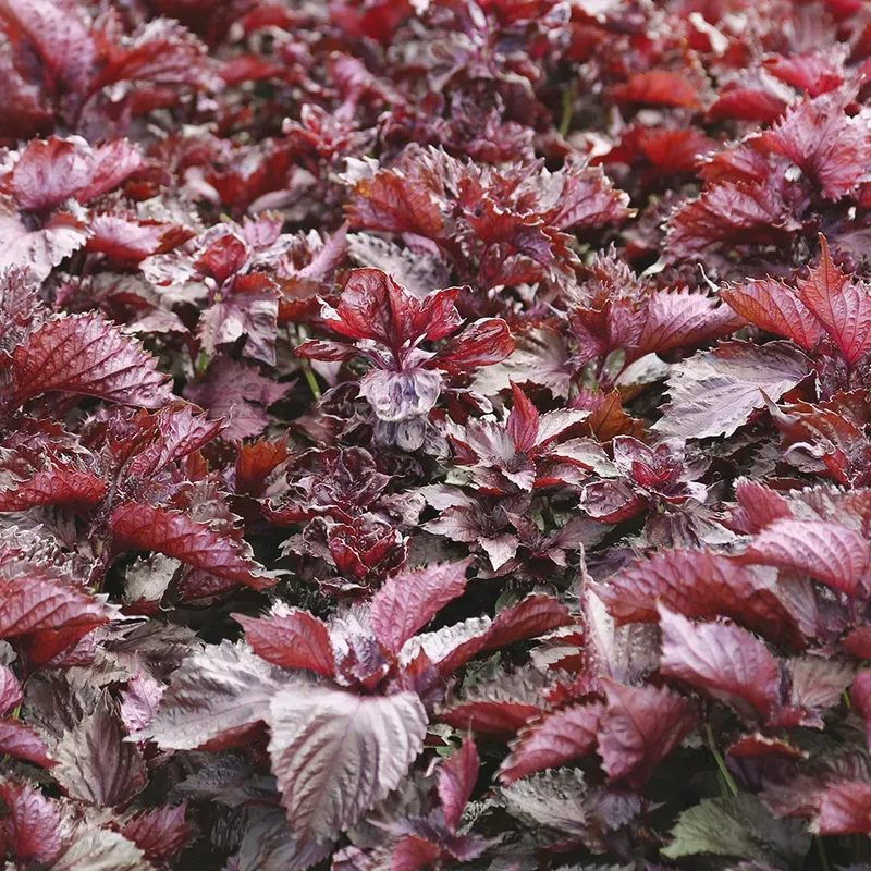 PERILLA ROUGE OU SHISO POURPRE AB - PLANT