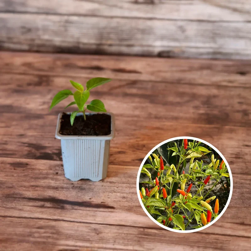 PIMENT TABASCO AB - PLANT