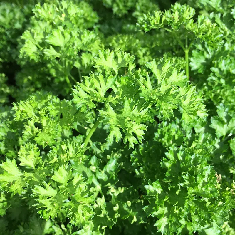 PERSIL FRISÉ VERT FONCÉ AB - PLANT