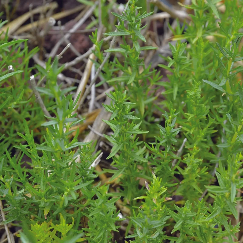 MENTHE DES CERFS AB - PLANT