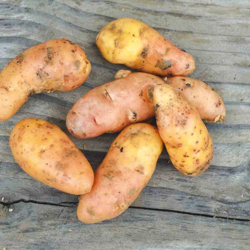 POMME DE TERRE CORNE DE GATTE (ou Pink Fire apple) NT