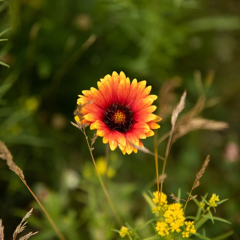 Gaillarde aristée - Bio