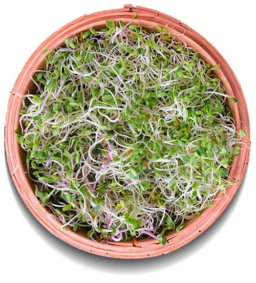 Germix à germer - Bio