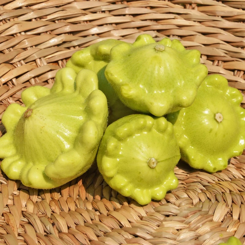Courgette Pâtisson jaune et vert - Bio