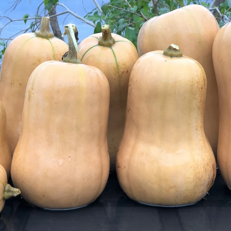 Courge Ponca Baby Butternut - Bio
