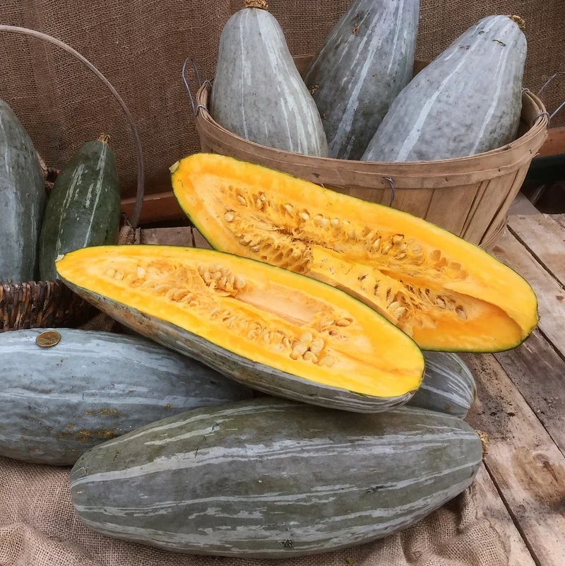 Courge Bleue du Guatemala - Bio