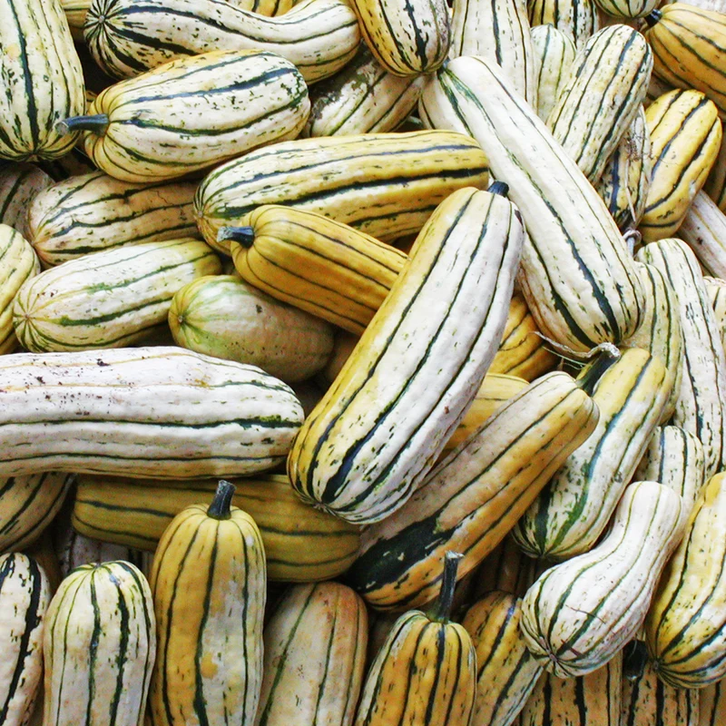 Courge Delicata - Bio