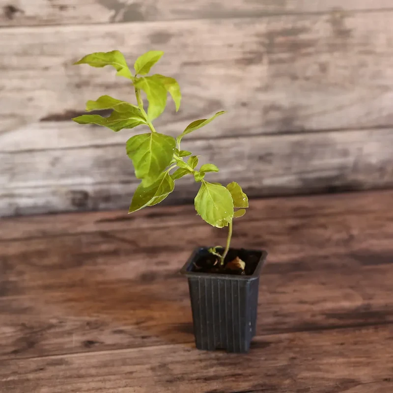 BASILIC PERPÉTUEL ANISÉ AB - PLANT