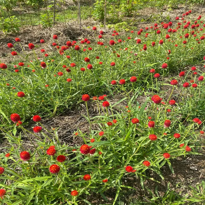 GOMPHRENA STRAWBERRY FAIR AB