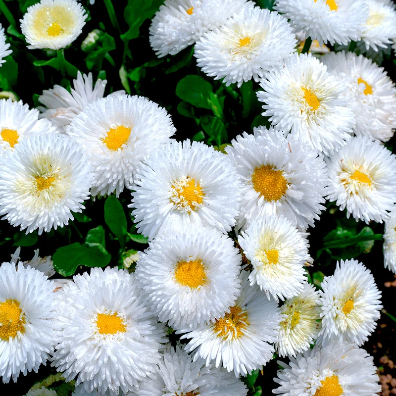 REINE MARGUERITE MATSUMOTO BLANCHE AB