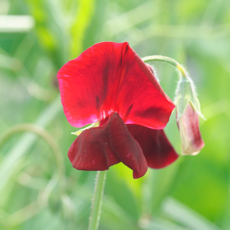 POIS DE SENTEUR ROUGE WINSTON CHURCHILL AB
