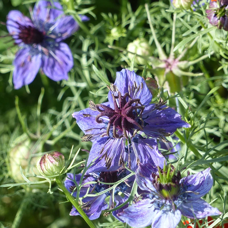 NIGELLE D'ESPAGNE MIDNIGHT AB