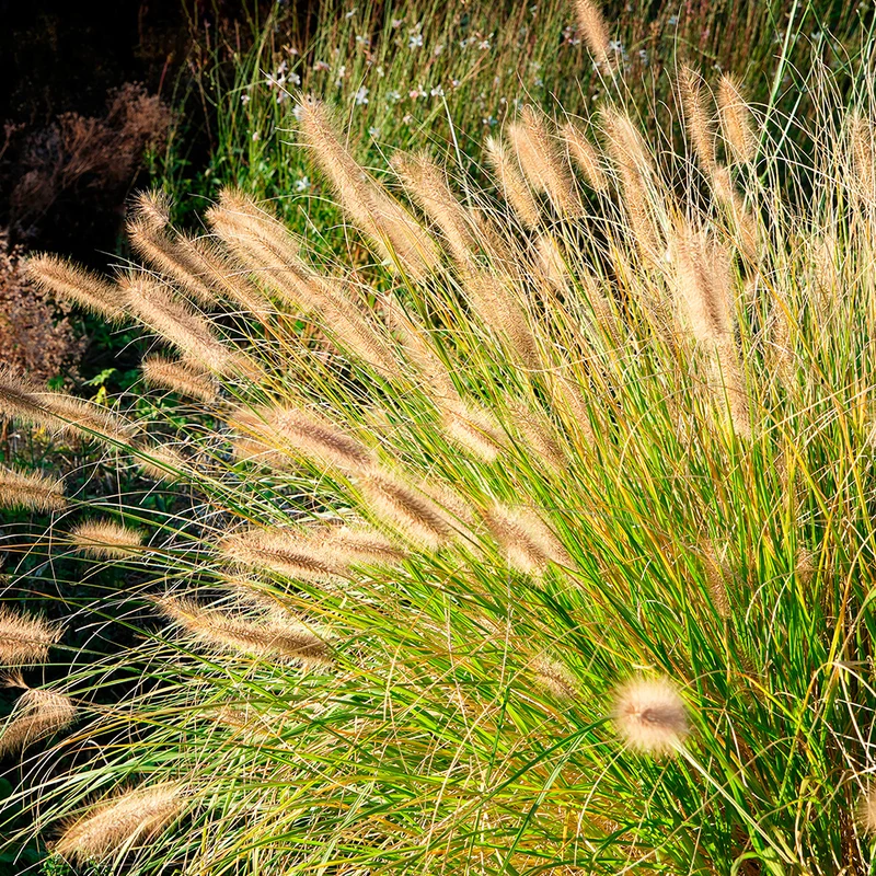 HERBE AUX ÉCOUVILLONS AB