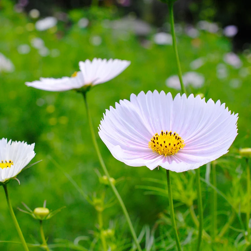 COSMOS CUPSY WHITE AB