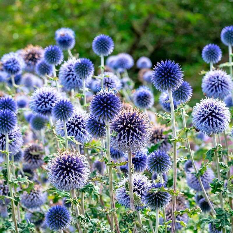 BOULE AZURÉE AB