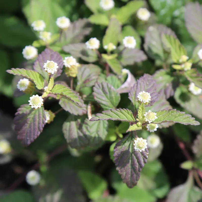 VERVEINE SUCRANTE OU HERBE SUCREE DES AZTEQUES AB - PLANT