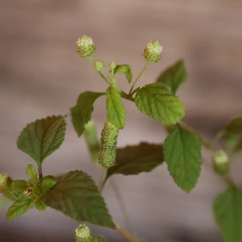 VERVEINE SUCRANTE OU HERBE SUCREE DES AZTEQUES AB - PLANT