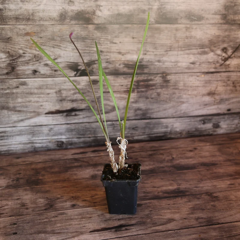 TULBAGHIA AB - PLANT