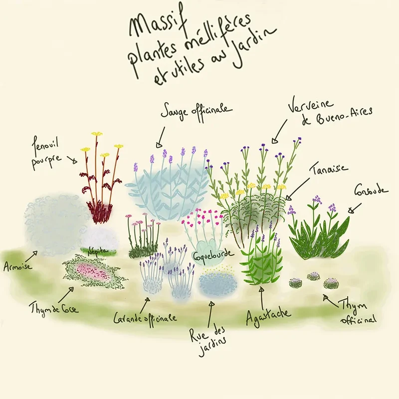 MASSIF CLÉ EN MAIN 12 M² AB - PLANTES MELLIFÈRES ET UTILES