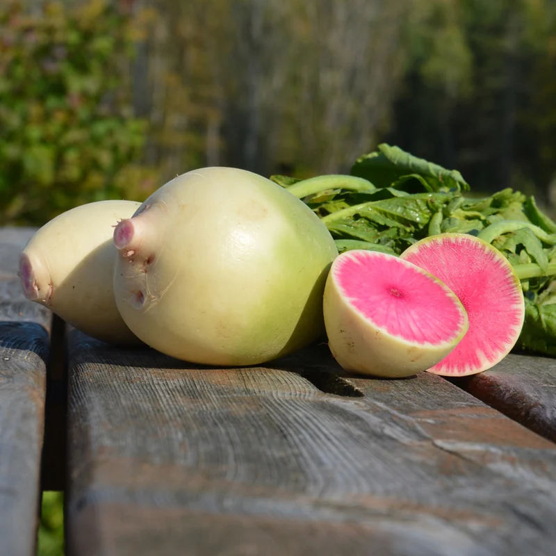 Radis Melon d'eau - Bio