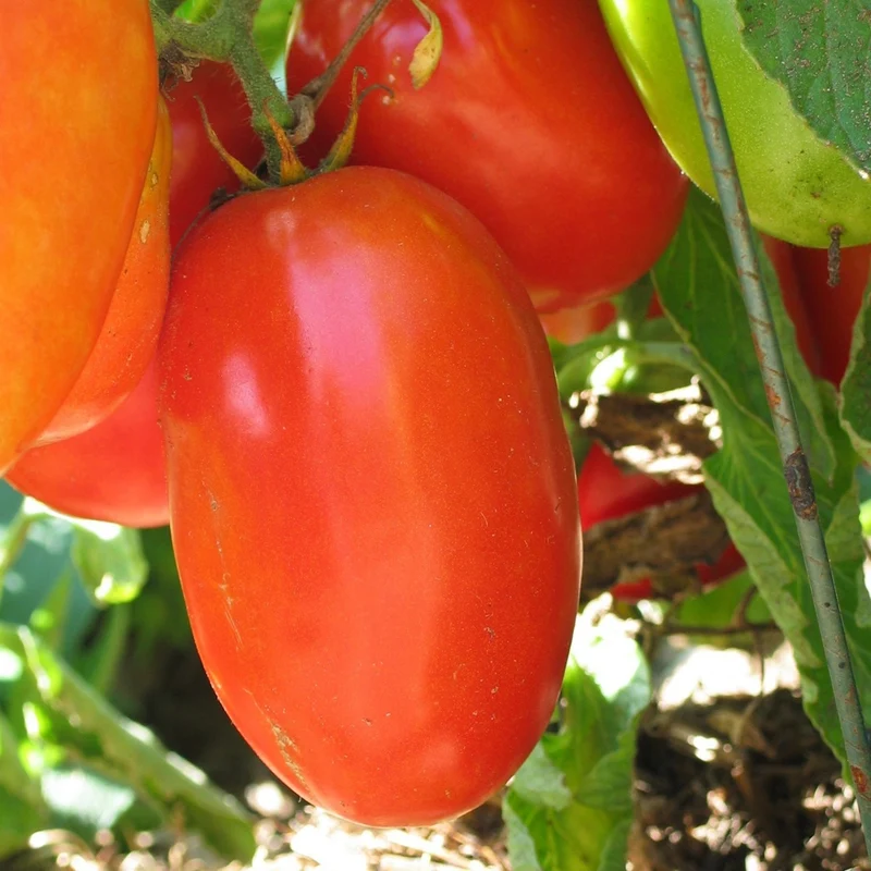Tomate italienne Aunt Mary's Paste - Bio