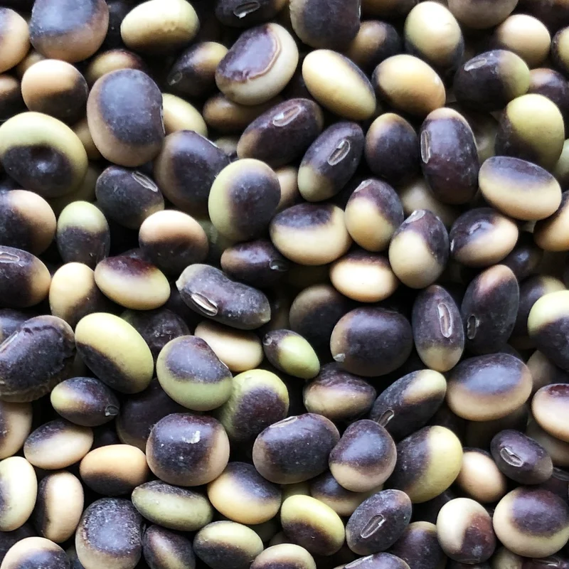 Soja edamame Agate - Bio