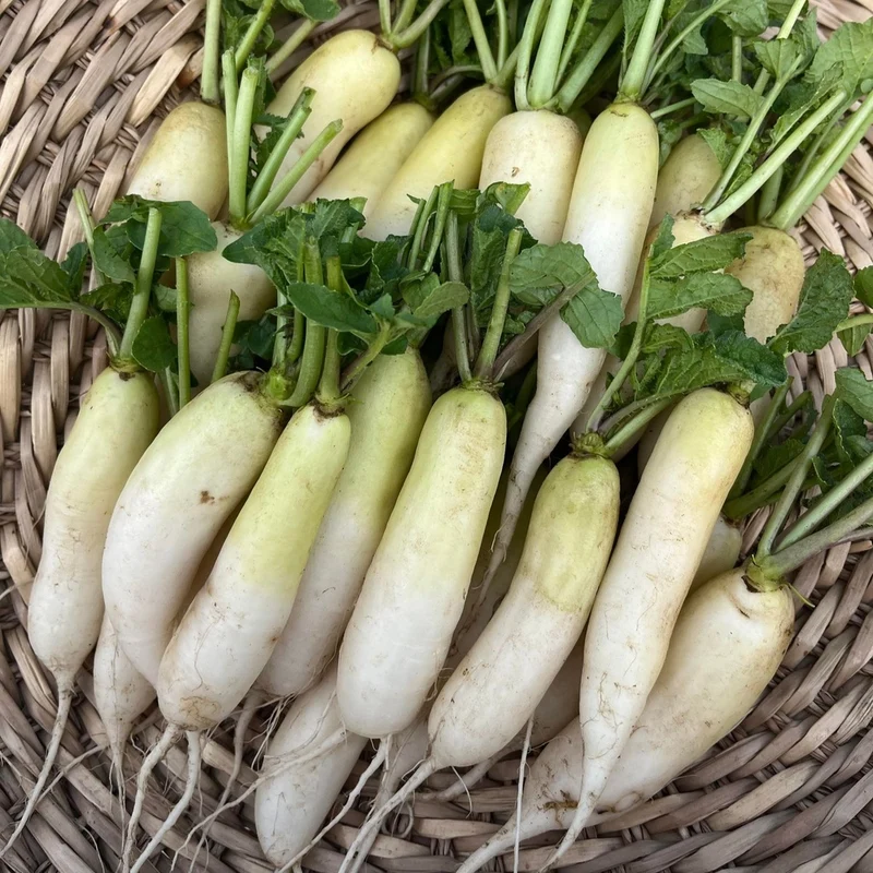 Radis mini Daikon - Bio
