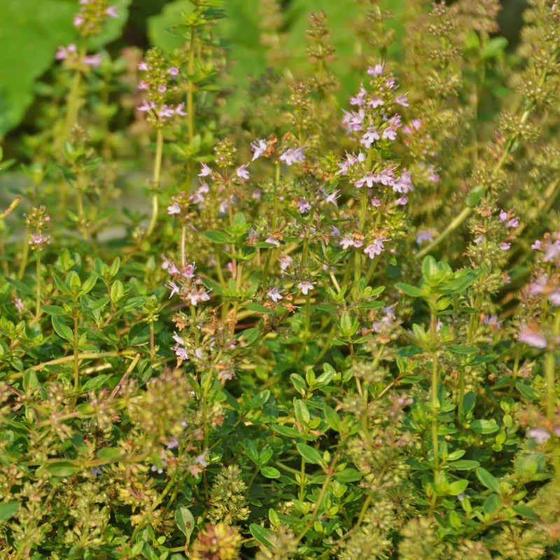 Thym Serpolet - Bio