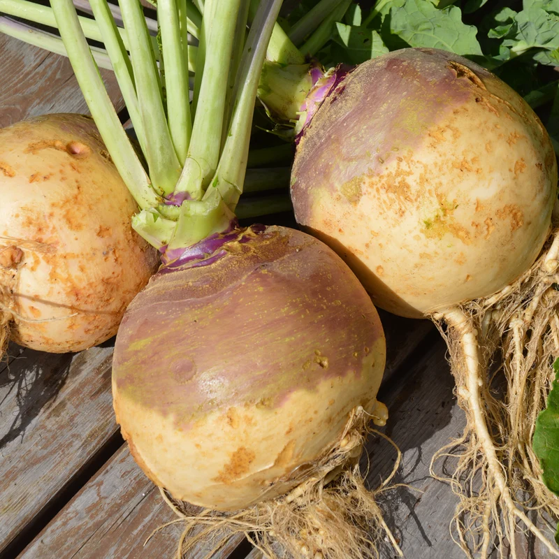 Rutabaga Joan - Bio