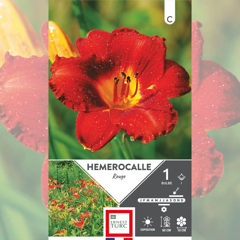 HÉMÉROCALLE ROUGE