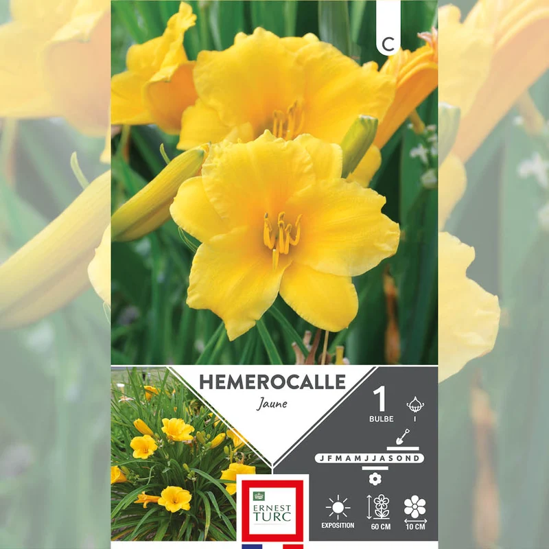 HÉMÉROCALLE JAUNE