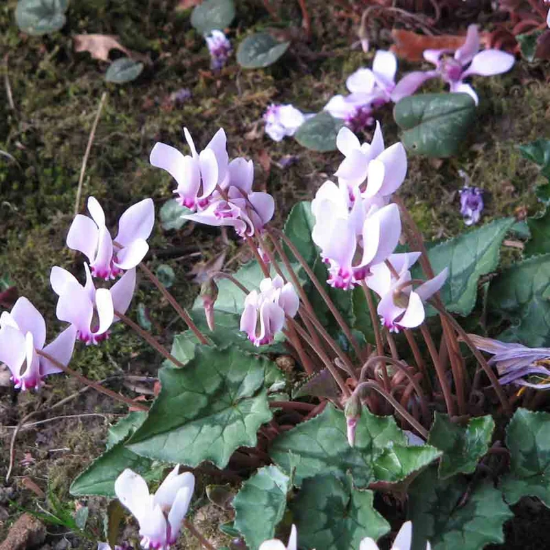 CYCLAMEN DE NAPLES
