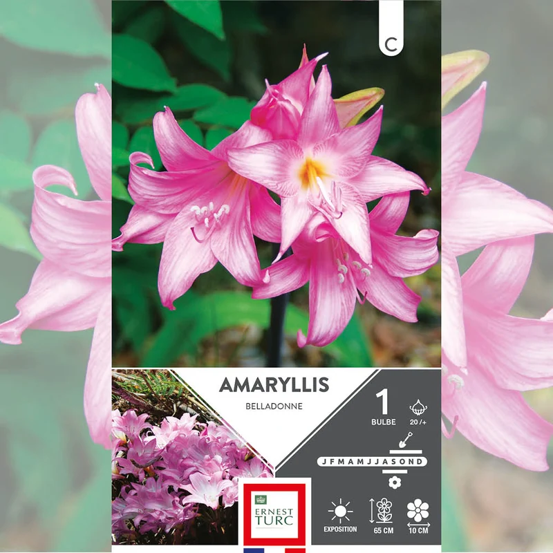 AMARYLLIS BELLA DONNA