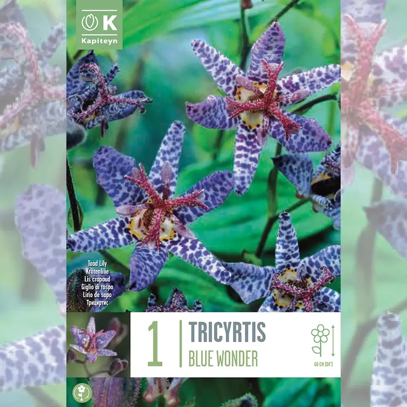TRICYRTIS BLUE WONDER - LIS ORCHIDÉE