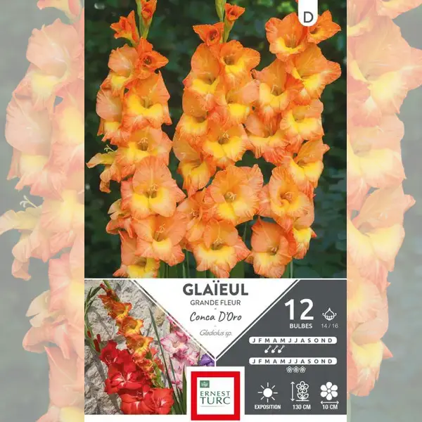 GLAÏEUL GRANDE FLEUR CONCA D'ORO