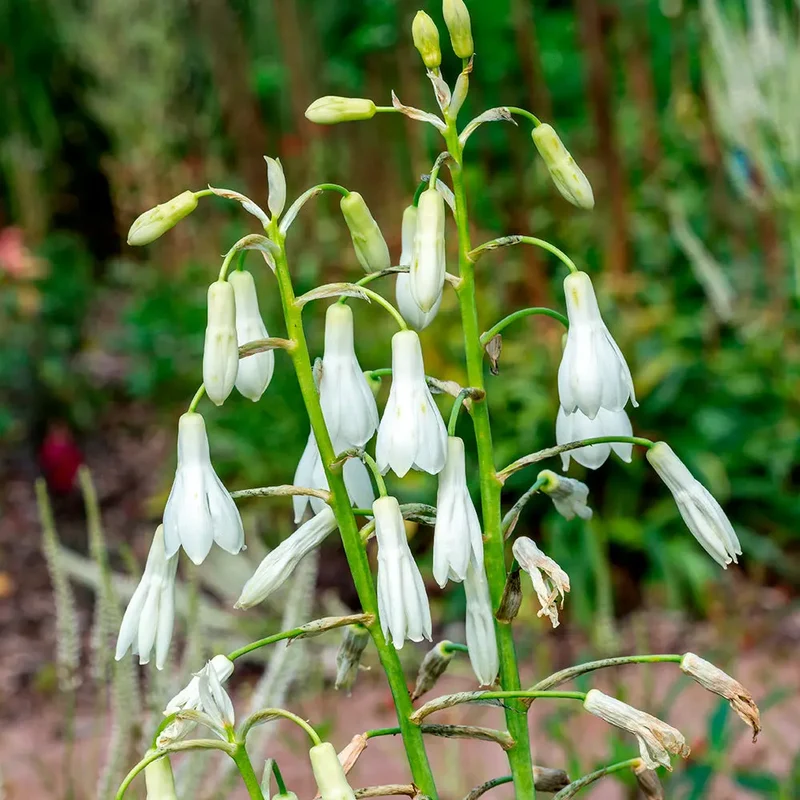 GALTONIA CANDICANS (JACINTHE DU CAP)